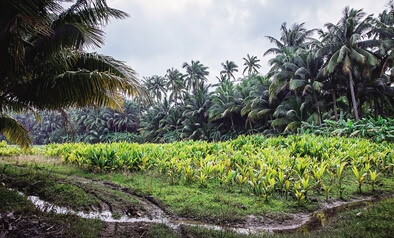 一带一路机遇下 海南如何发展热带农业-海南