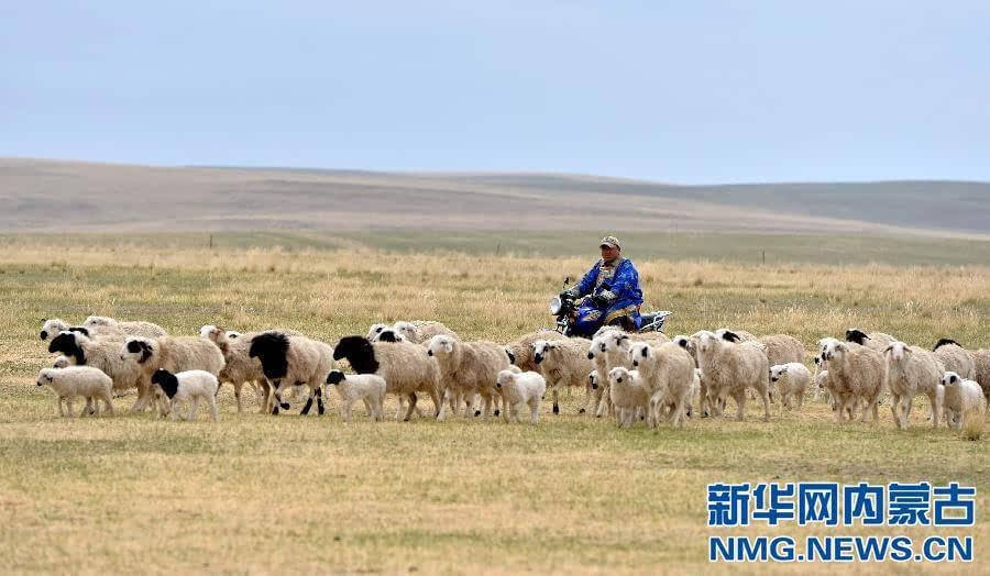 5月21日,东乌珠穆沁旗乌里雅斯太镇恩克吉日嘎拉嘎查牧民孟克巴雅尔骑