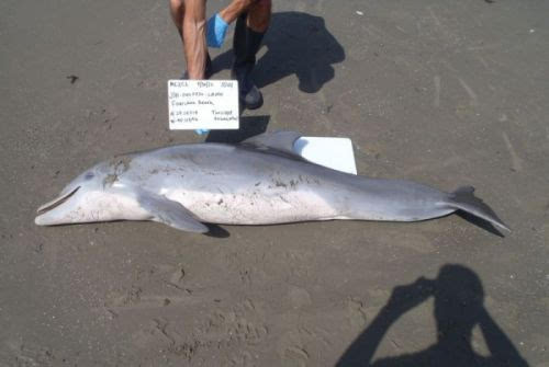 墨西哥湾海豚大面积死亡 因2010年原油泄漏事