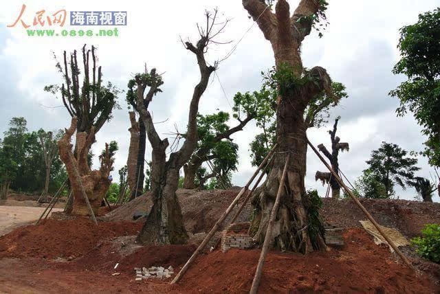 海南私人苗圃盗挖古树销赃现象猖獗 形成黑色