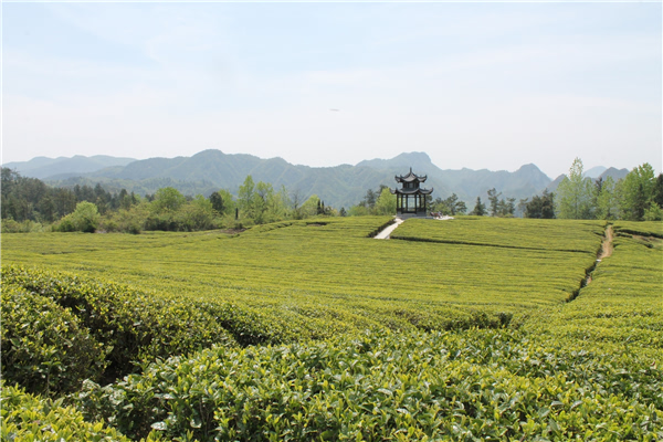 印江县洋溪茶场一角.