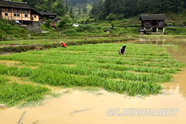 5月28日,贵州省榕江县平阳乡阳社村村民在清理被洪水冲毁的秧苗,开展