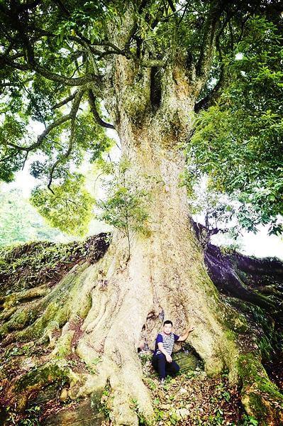 有商人承诺,如果村民帮助他偷偷将金丝楠木树运走卖掉,将给林坎宅子22