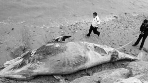 两吨重7米长鲸鱼搁浅海边死亡