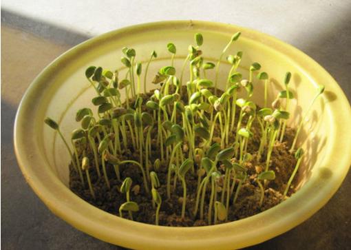 警惕!原来这15种食物是最容易被掺毒的