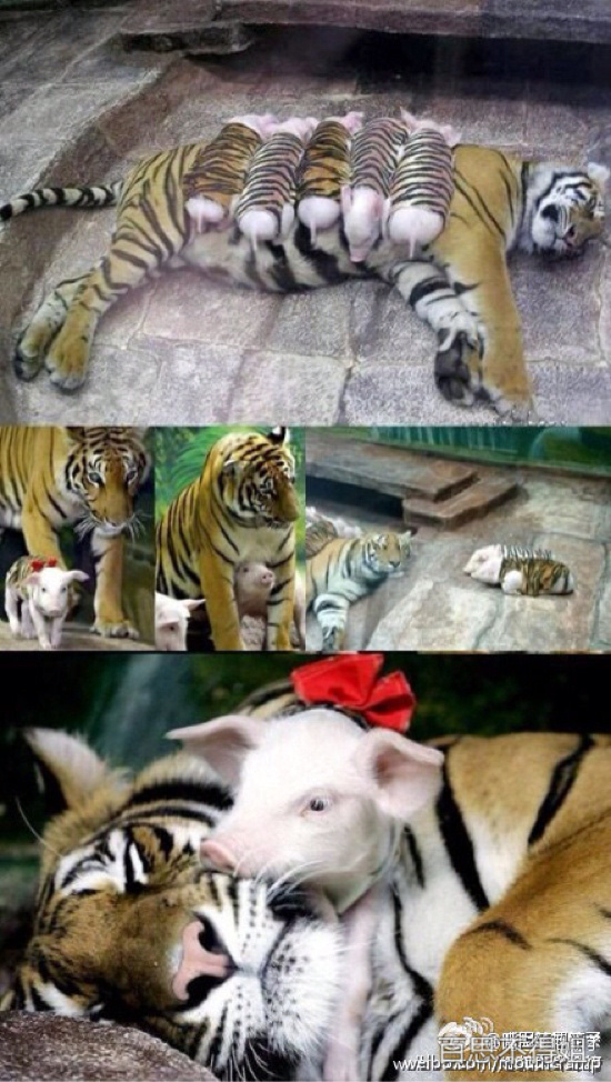 老虎的身体也恢复了健康 大爱老虎生宝宝刚出生的小老虎老虎生孩子