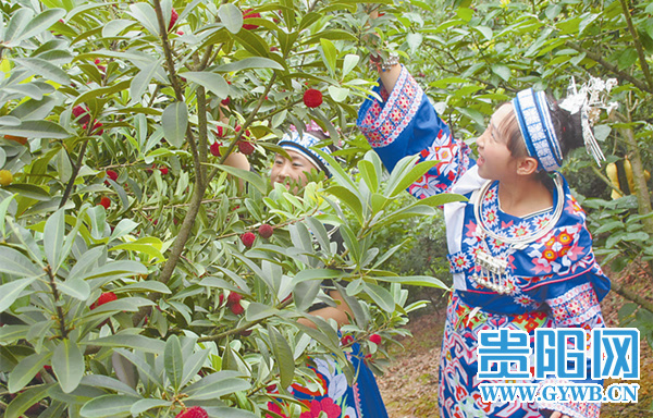 乌当阿栗村今年杨梅丰收 产量预计可达500万斤