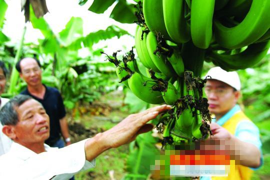 借力京东电商平台麻涌香蕉欲走国际范