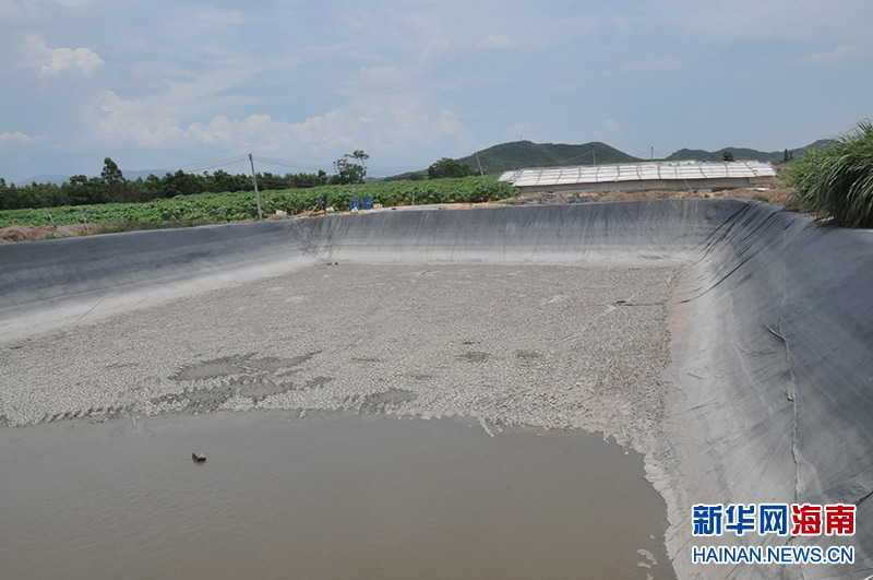 海南连续多日高温干旱,昌江农民用于木瓜灌溉的蓄水池已经干涸.