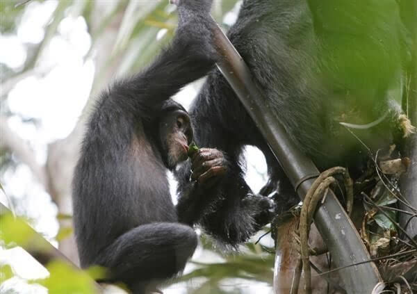 日研究发现人以外嗜酒动物 大猩猩成群结队偷