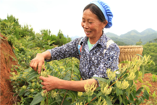 镇营盘社区36岁村民陈永清正在自己的中药材种植基地上忙于采摘金银花