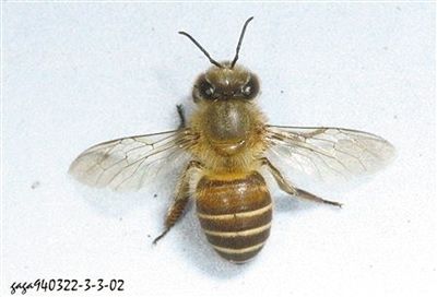 大蜜蜂