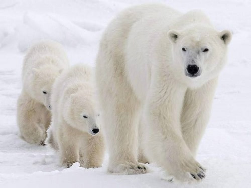 研究:温室气体排放对北极熊生存威胁迫在眉睫