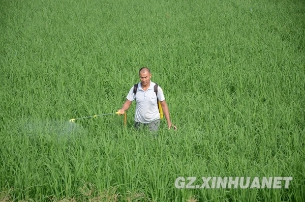 7月7日,榕江县古州镇一位村民正在给稻田里的秧苗预防病虫害.