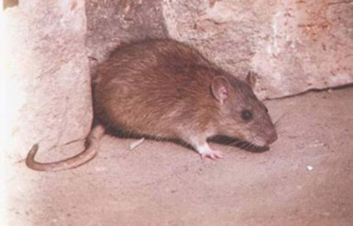 英国惊现巨型老鼠:猫都吓昏了