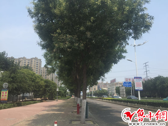 山东淄博:路边槐树多喷农药 市民不要误食毒槐米