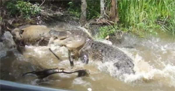 想看鳄鱼生吞野猪 美国一男子竟抛食诱猪送死