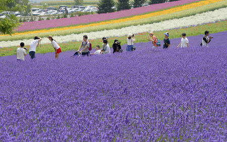 日本北海道富良野薰衣草盛开 游客纷至沓来