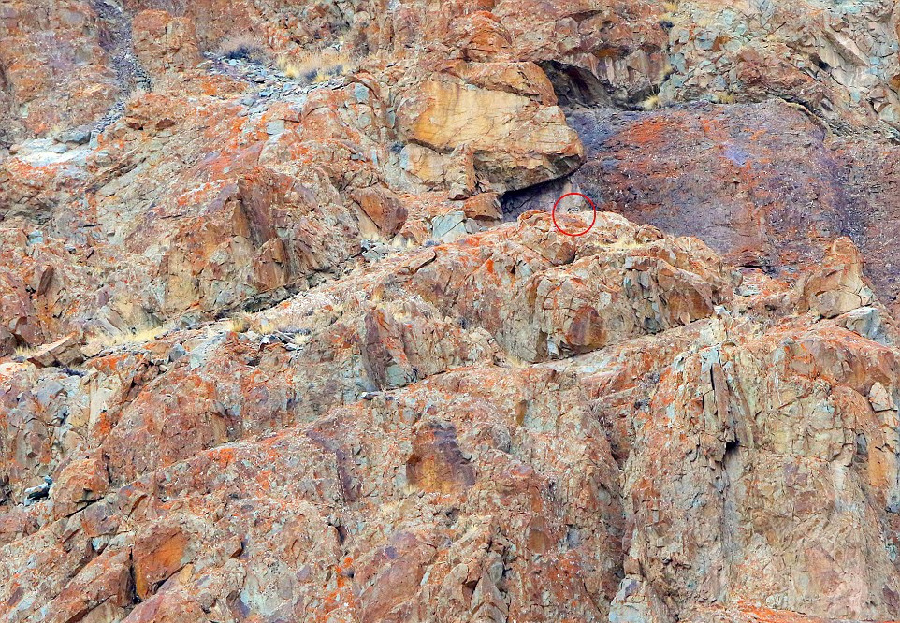 摄影师捕捉到喜马拉雅山雪豹捕猎岩羊画面(组图)_手机搜狐网