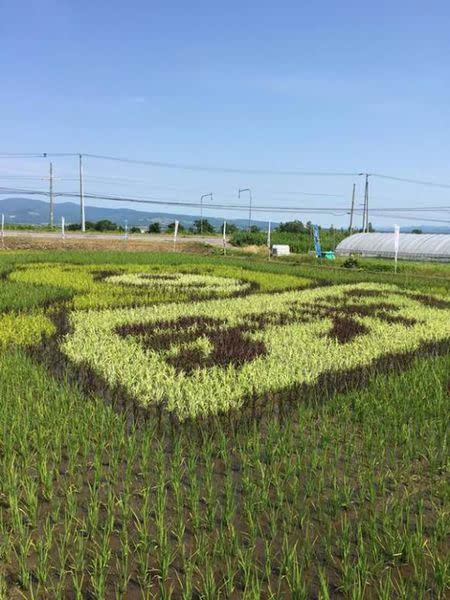 日本稻田现泰迪熊巨幅图案引来众多游客