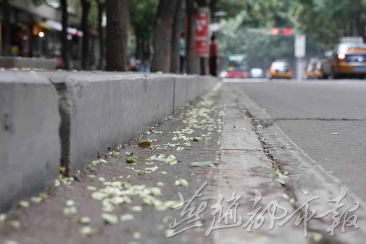 石家庄最美七月槐花雨高清组图