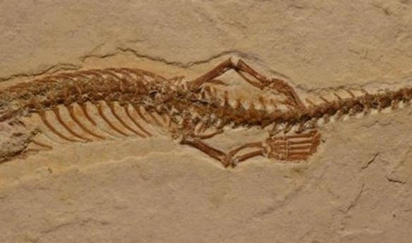 科学家首次发现四条腿蛇化石 蛇的祖先或为陆