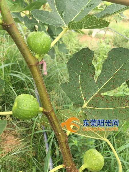 中堂:雨水天频繁 无花果收成少