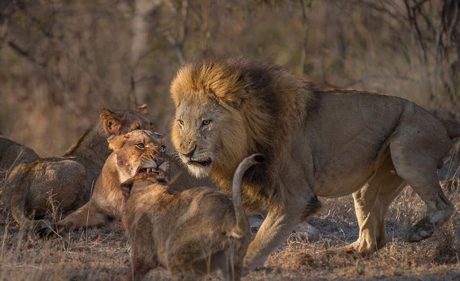 南非群狮为猎物展开厮杀尽显狂野本色