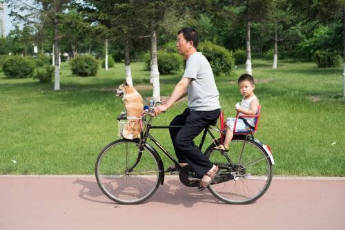 7月5日,长春市北海公园,一男子骑着自行车带着孩子和狗狗 吉友 小嗣