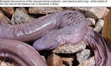 世界最恐怖的蠕虫:蒙古死亡之虫
