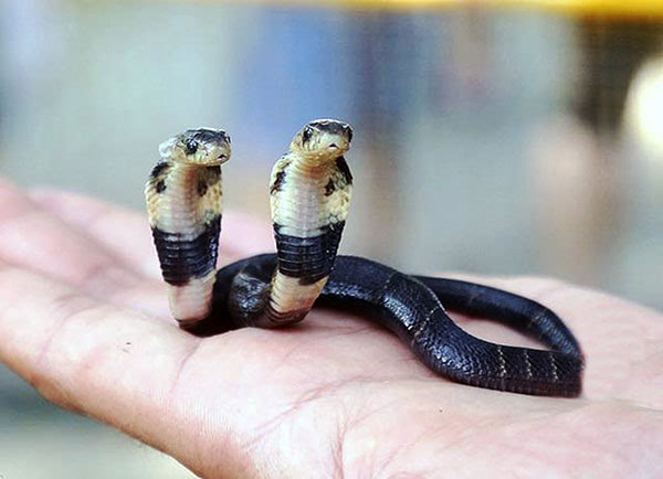条小蛇很稀奇,并想着养好了一定能卖个好价钱,但这条双头蛇自从出生后