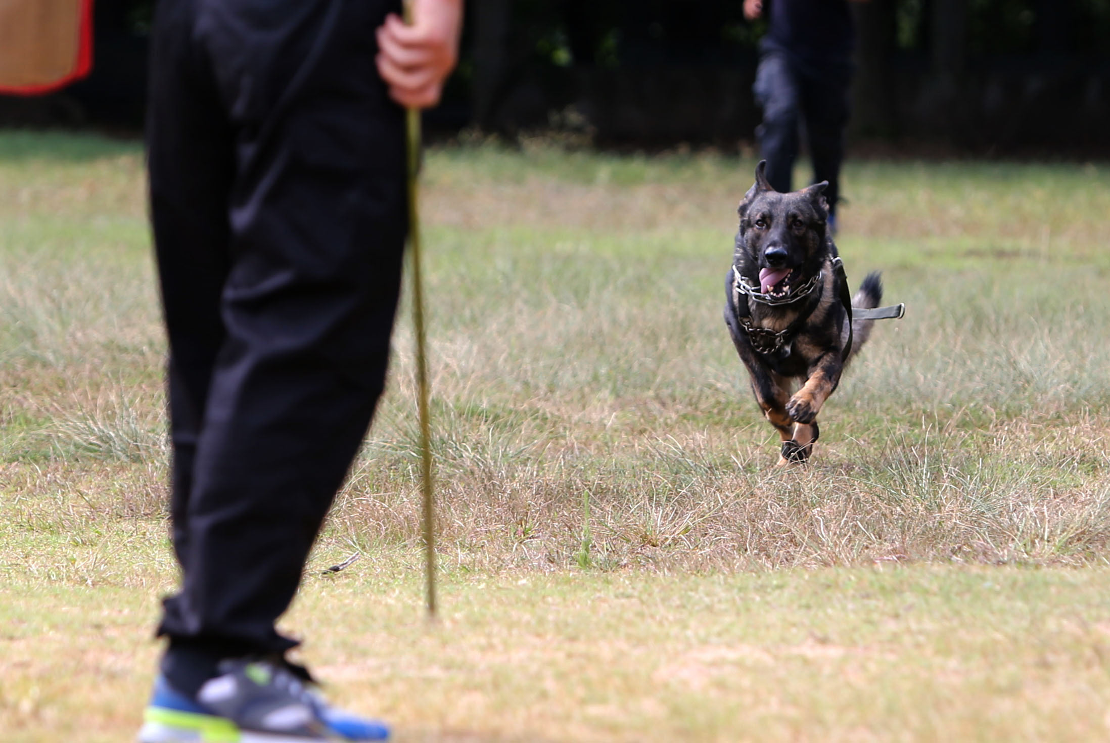 湖北:警犬参加年度"考试"