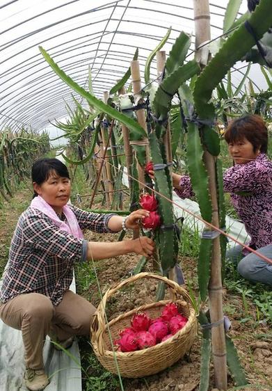 溧水傅家边第一批火龙果迎来采摘季