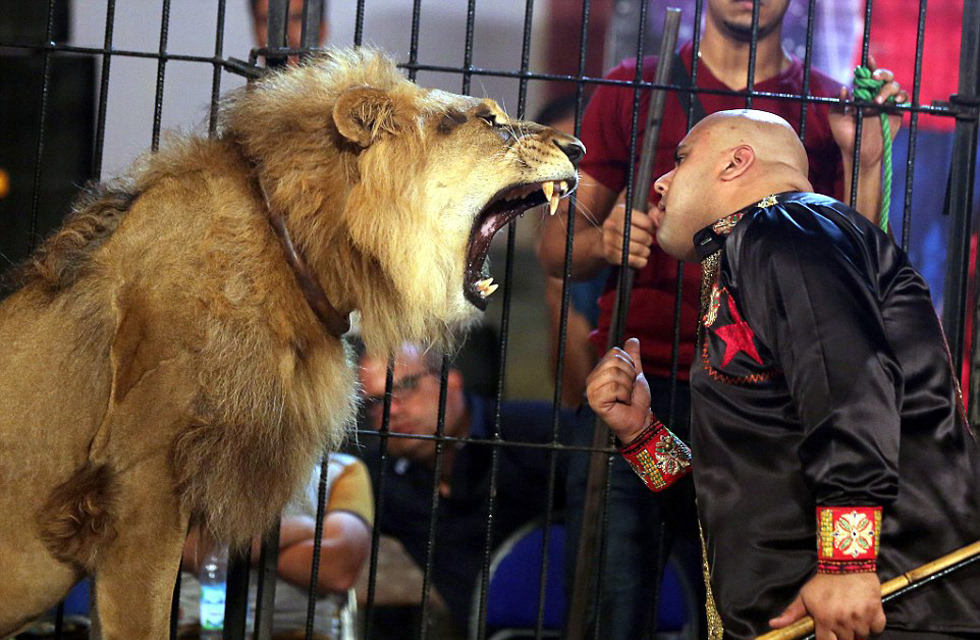 埃及马戏团驯兽员口中衔刀嘴对嘴喂狮子 震惊观众(高清组图)
