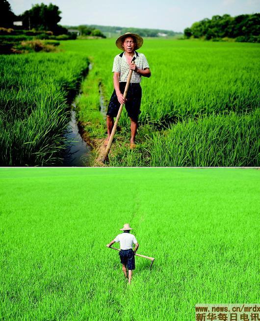 其它 正文  ◥上图:8月12日,杨顺甲站在自家耕种的唯一一亩稻田边