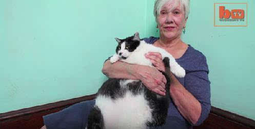 全美国最胖的猫 体重30斤胖到无法走路