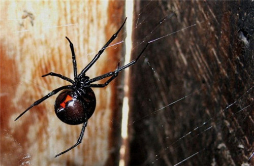 以色列金蝎大战黑寡妇蜘蛛 世界上最毒的战争