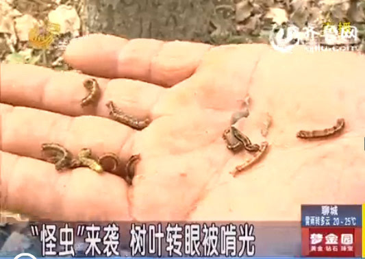 潍坊:怪虫来袭 大片杨树林树叶转眼被啃光