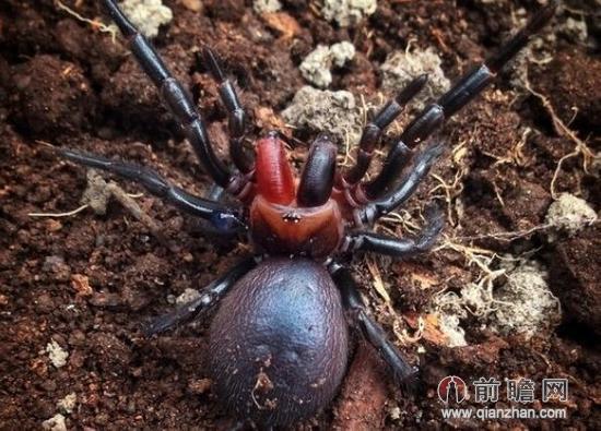 澳大利亚现变种毒蜘蛛 长红色毒牙惊悚胜黑寡妇