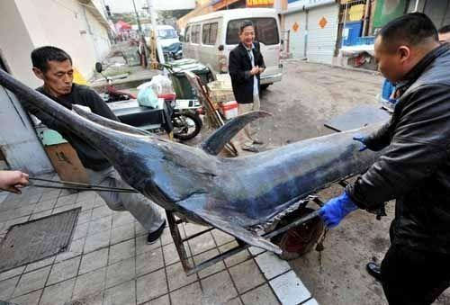 世界上最大的剑鱼被捕，重达619斤(图)