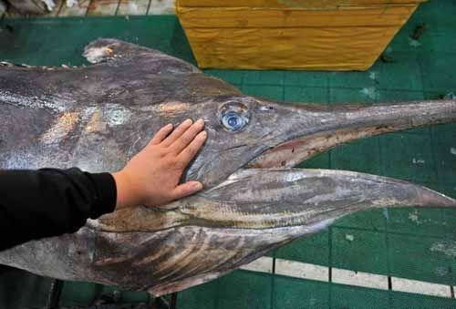 世界上最大的剑鱼被捕，重达619斤(图)