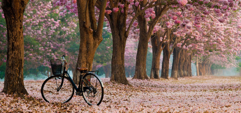 胡同春天树粉色花绽放自行车图片自然风景桌面壁纸