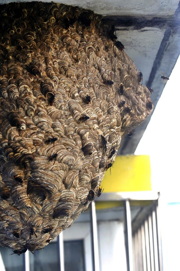 "你看这蜂窝,非常大,纹理像是人的头发,所以叫人头蜂,学名叫胡蜂.
