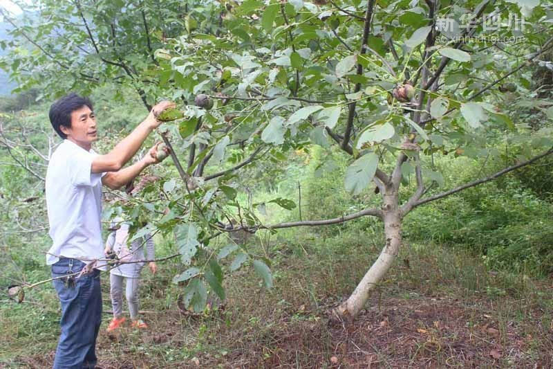 广元旺苍核桃种植"规模化 全县产值已超6亿