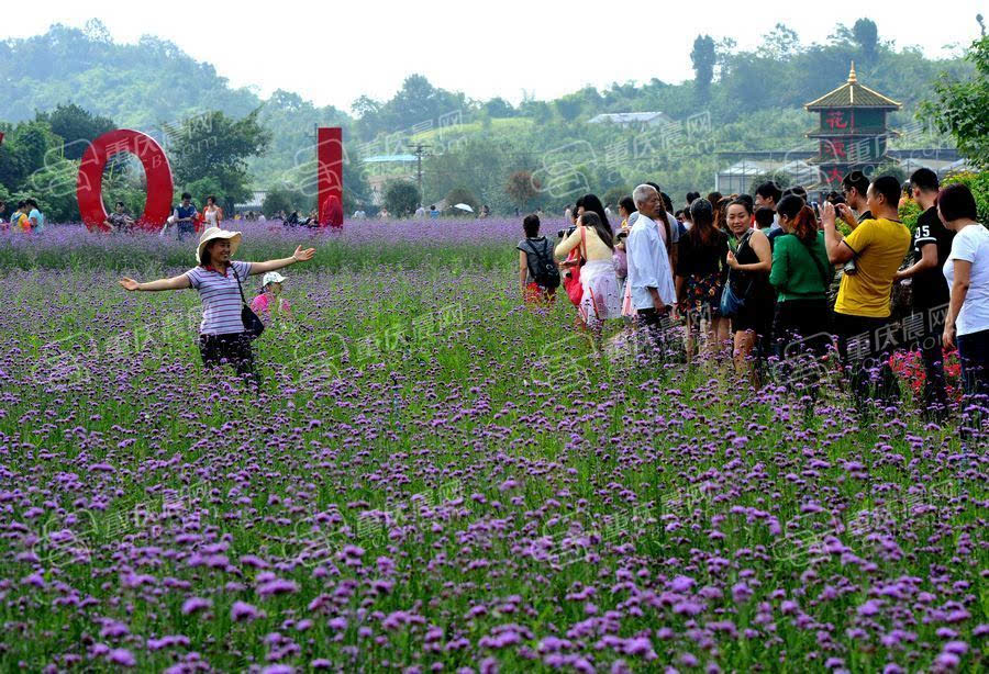 凤凰花海四季花景观园正式