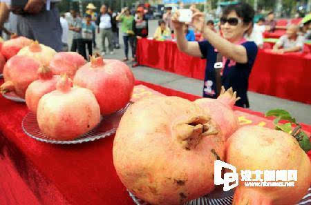 淮北市石榴节选出石榴王 最大两斤多重