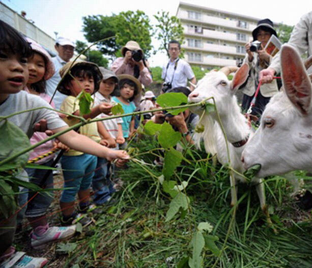 日本用山羊为小区除草 居民称可治愈心灵