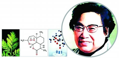 揭秘!4个气象因素能左右青蒿素的含量