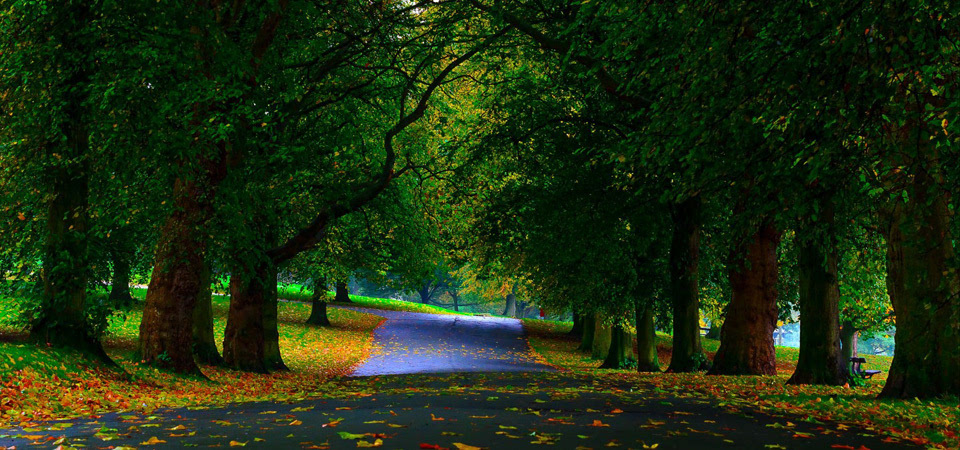 公园 树木 绿化 人行道 落叶 美丽的自然风景桌面壁纸