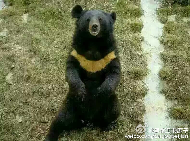 黑龙江一中学闯进黑熊 被警方击毙